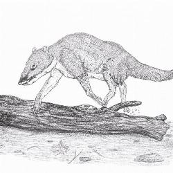 Indohyus