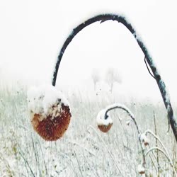 Old friend, is it snow?