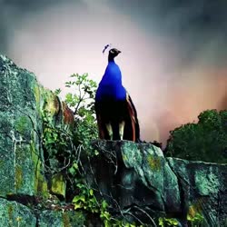 The Apocalyptic Peacock