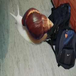 Giant Fusili