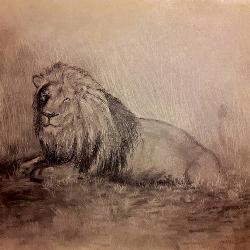 Male African Lion