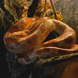 Sieh mehr von Pantherophis guttatus! Miniaturbild zeigt Pantherophis guttatus