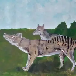 Sieh mehr von † Thylacinus cynocephalus! Miniaturbild zeigt † Thylacinus cynocephalus