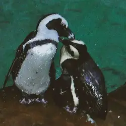 Sieh mehr von Spheniscus demersus! Miniaturbild zeigt Spheniscus demersus