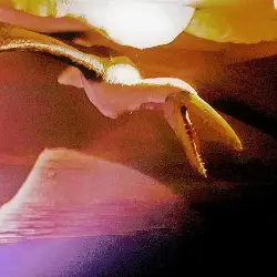 Sieh mehr von † Pelagornis species! Miniaturbild zeigt † Pelagornis species