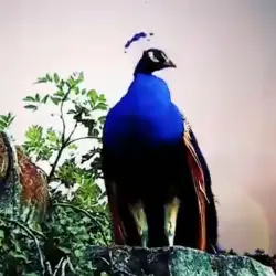 Sieh mehr von Pavo cristatus! Miniaturbild zeigt Pavo cristatus