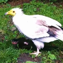 Sieh mehr von Neophron percnopterus! Miniaturbild zeigt Neophron percnopterus