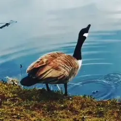 Sieh mehr von Branta canadensis! Miniaturbild zeigt Branta canadensis