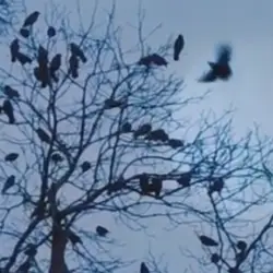 Sieh mehr von Corvus monedula! Miniaturbild zeigt Corvus monedula