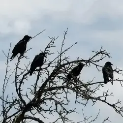 Sieh mehr von Corvus corone! Miniaturbild zeigt Corvus corone