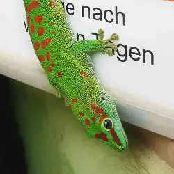 Sieh mehr von Phelsuma grandis! Miniaturbild zeigt Phelsuma grandis