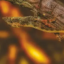 Sieh mehr von Anolis sagrei! Miniaturbild zeigt Anolis sagrei