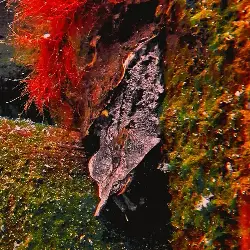 Sieh mehr von Chelus fimbriata! Miniaturbild zeigt Chelus fimbriata