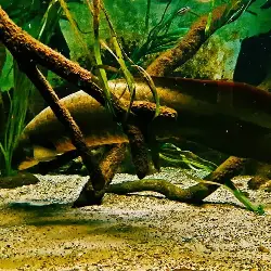 Sieh mehr von Neoceratodus forsteri! Miniaturbild zeigt Neoceratodus forsteri