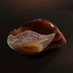 Sieh mehr von Lissachatina fulica! Miniaturbild zeigt Lissachatina fulica