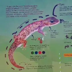 Sieh mehr von Phyllodactylus angustidigitus! Miniaturbild zeigt Phyllodactylus angustidigitus