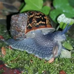 Sieh mehr von Cornu aspersum! Miniaturbild zeigt Cornu aspersum