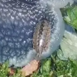 Sieh mehr von Philoscia muscorum! Miniaturbild zeigt Philoscia muscorum