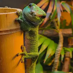 Sieh mehr von Phelsuma madagascariensis! Miniaturbild zeigt Phelsuma madagascariensis