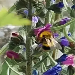 Sieh mehr von Bombus hortorum! Miniaturbild zeigt Bombus hortorum