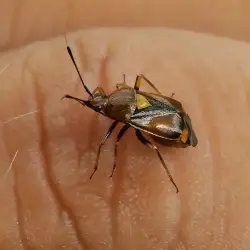 Sieh mehr von Deraeocoris ruber! Miniaturbild zeigt Deraeocoris ruber