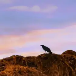 Sieh mehr von Corvus frugilegus! Miniaturbild zeigt Corvus frugilegus