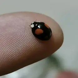 Sieh mehr von Adalia bipunctata! Miniaturbild zeigt Adalia bipunctata