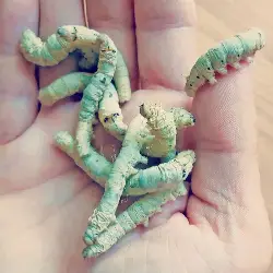 Sieh mehr von Bombyx mori! Miniaturbild zeigt Bombyx mori