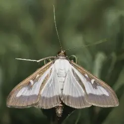 Sieh mehr von Cydalima perspectalis! Miniaturbild zeigt Cydalima perspectalis