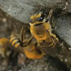 Sieh mehr von Colletes hederae! Miniaturbild zeigt Colletes hederae