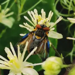 Sieh mehr von Phasia hemiptera! Miniaturbild zeigt Phasia hemiptera