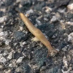 Sieh mehr von Limax maximus! Miniaturbild zeigt Limax maximus