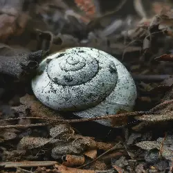 Sieh mehr von Helix pomatia! Miniaturbild zeigt Helix pomatia