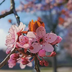 Sieh mehr von Prunus cerasifera! Miniaturbild zeigt Prunus cerasifera