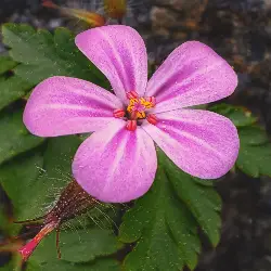 Sieh mehr von Geranium robertianum! Miniaturbild zeigt Geranium robertianum