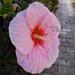 Sieh mehr von Hibiscus moscheutos! Miniaturbild zeigt Hibiscus moscheutos
