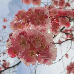 Sieh mehr von Prunus serrulata! Miniaturbild zeigt Prunus serrulata