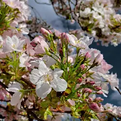 Sieh mehr von Prunus × subhirtella! Miniaturbild zeigt Prunus × subhirtella