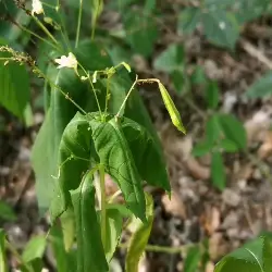 Sieh mehr von Impatiens parviflora! Miniaturbild zeigt Impatiens parviflora