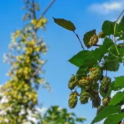 Sieh mehr von Humulus lupulus! Miniaturbild zeigt Humulus lupulus