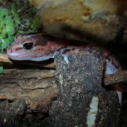 Sieh mehr von Hemitheconyx caudicinctus! Miniaturbild zeigt Hemitheconyx caudicinctus