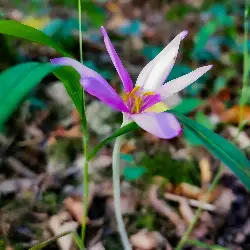 Sieh mehr von Colchicum autumnale! Miniaturbild zeigt Colchicum autumnale