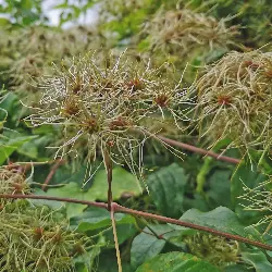 Sieh mehr von Clematis vitalba! Miniaturbild zeigt Clematis vitalba