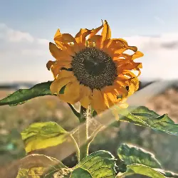 Sieh mehr von Helianthus annuus! Miniaturbild zeigt Helianthus annuus