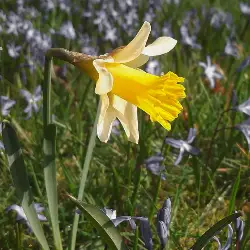 Sieh mehr von Narcissus pseudonarcissus! Miniaturbild zeigt Narcissus pseudonarcissus