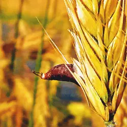 Sieh mehr von Claviceps purpurea! Miniaturbild zeigt Claviceps purpurea