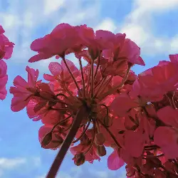 Sieh mehr von Pelargonium × hortorum! Miniaturbild zeigt Pelargonium × hortorum