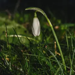 Sieh mehr von Galanthus nivalis! Miniaturbild zeigt Galanthus nivalis