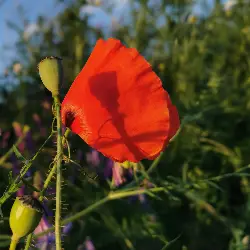 Sieh mehr von Papaver rhoeas! Miniaturbild zeigt Papaver rhoeas