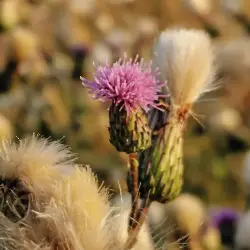 Sieh mehr von Cirsium vulgare! Miniaturbild zeigt Cirsium vulgare